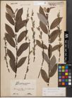 Foto von Salix caprea L. x Salix purpurea L.